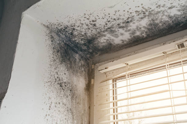 Affordable Attic Mold Remediation solutions in Mount Holly Springs, PA